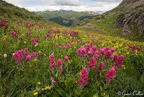 Porphyry Basin San Juan Mountains Colorado Alpine Scenery Colorado