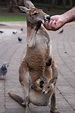 Mama kangaroo with baby in pouch, Currumbin Wildlife Sanctuary ...