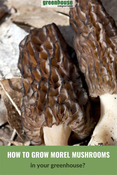 How To Grow Morel Mushrooms In A Greenhouse Greenhouse Emporium