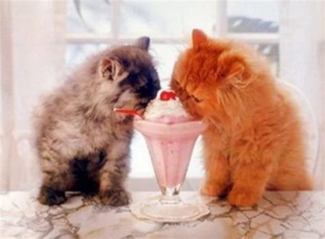 Ten Super Cool Cats Loving Ice Cream One Lick At A Time