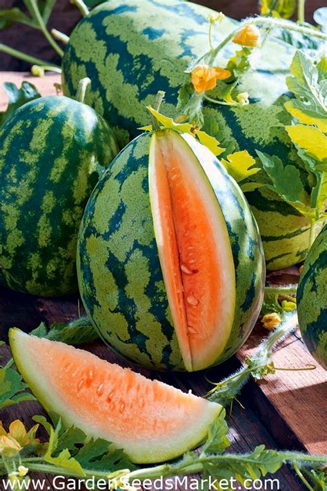 Watermelon Orangeglo Orange Variety Garden Seeds Market Free