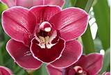 Orchid Flower Names Pictures