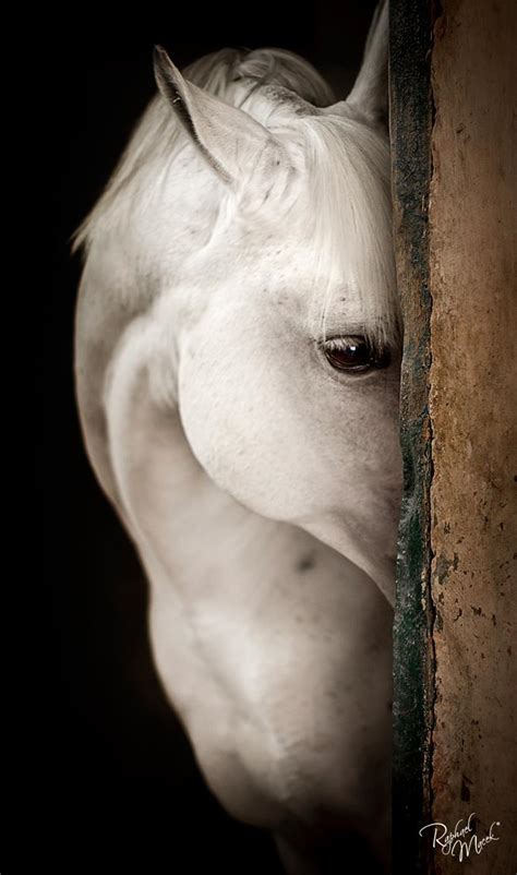 Raphael Macek Photography Le Cheval Dans Sa Plus Pure Splendeur Blog