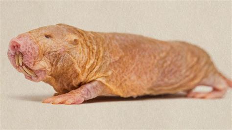 What Naked Mole Rats Can Teach Us About Treating Cancer Bbc Future