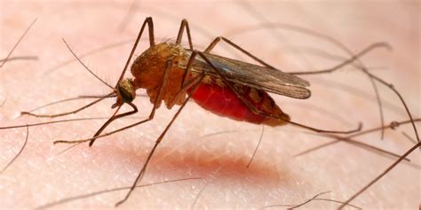 Number Of U S Malaria Cases Highest In 40 Years Have We Forgotten