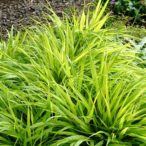 Did you scroll all this way to get facts about hakonechloa all gold ? Buy hakonechloa Hakonechloa macra 'All Gold'