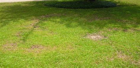 Fungal Diseases In Your Lawn Here Are The Steps To Follow To Take