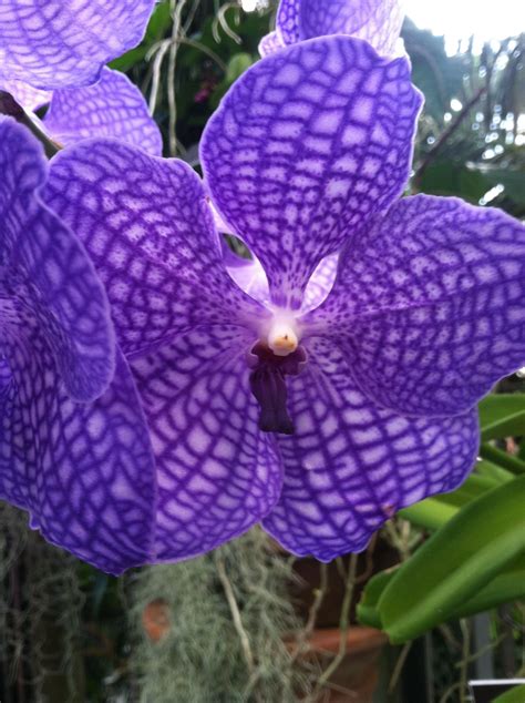 Maybe you would like to learn more about one of these? botanical garden - Washington, DC | Plant leaves ...