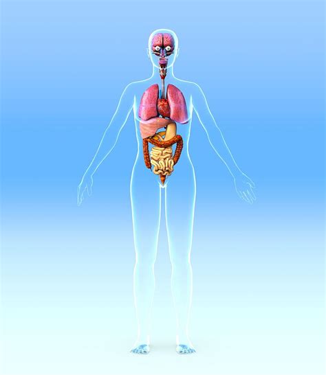 Anatomy Of The Female Body Internal Organs