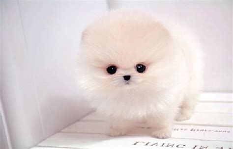 23 Teacup White Pomeranian Dog Price L2sanpiero