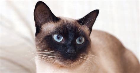 Siamese Cats Are Social Affectionate Clever Animals