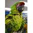 Barbaras Force Free Animal Training Talk Parrot Excitement That Turns 