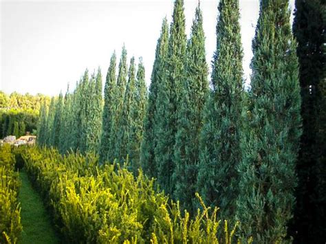 Ships now stuck in the canal will find it difficult to turn around and pursue other routes given the narrowness of the channel. Skyrocket Juniper For Sale Online | The Tree Center
