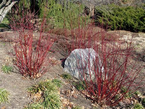 Maybe you would like to learn more about one of these? Image result for Dogwood, Variegated | Red twig dogwood ...