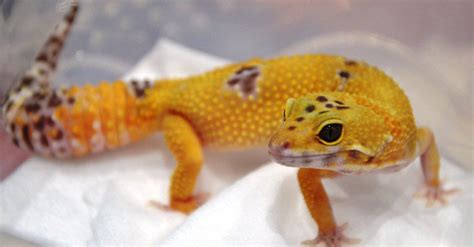 Leopard Gecko Lifespan How Long Do Leopard Geckos Live Imp World