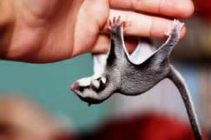 10 Sugar Gliders That Are Just Too Sweet