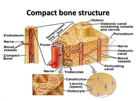 Microscopic Structure Of Compact Bone Cloudshareinfo