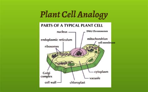 Check spelling or type a new query. Plant Cell Analogy by Nick Martinelli