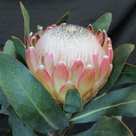 Protea Susara South African Fresh Flower Exporters