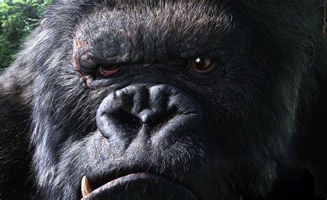 Cool Gorilla Wallpapers Top Free Cool Gorilla Backgrounds