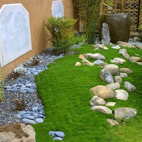 What should i plant in my front yard? Irish Moss Ground Cover Seeds Sagina Subulata 200Seeds ...
