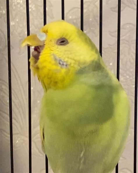 Youd Think This Biiiiig Yawn Was A Laugh Rbudgies