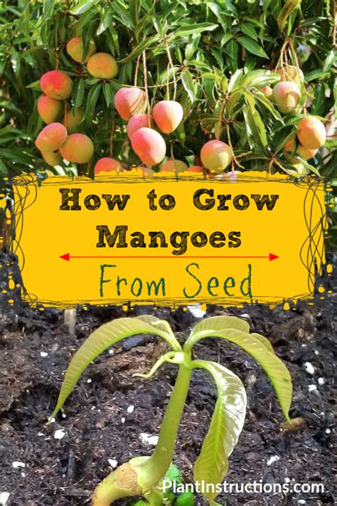 How To Grow Mango From Seed Plant Instructions