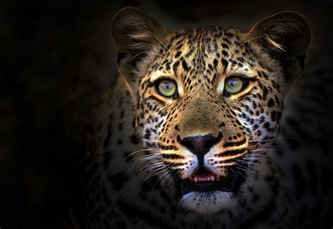 Cute Leopard Animals Beautiful Animals Wild Big Cats