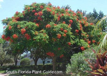 The frilly blooms attract butterflies, bees, and birds, making it a tropical it has stunning pale pink flowers that make it one of the most beautiful trees in florida. Plant guide and list of trees and other plants for South ...