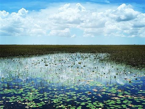 Everglades River Of Grass Adventures Miami 2020 Alles Wat U Moet