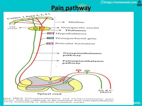 Pain Physiology