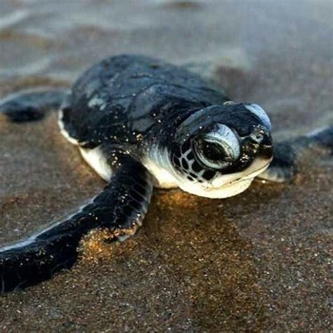 Cute Baby Sea Turtles Tumblr