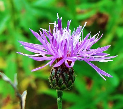 Spotted Knapweed | Pere Marquette Rail Trail WildFlowers