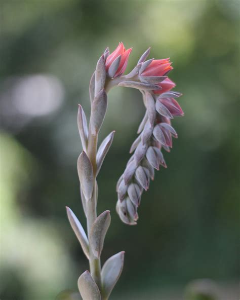 Cool colors i wouldn't mind one. Blog - Julie Hardee's Portfolio - Succulent bloom photos