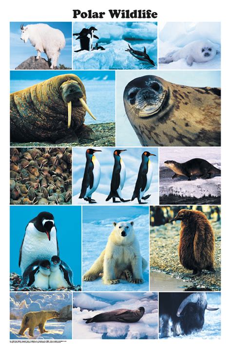 South Pole Animals In The South Pole