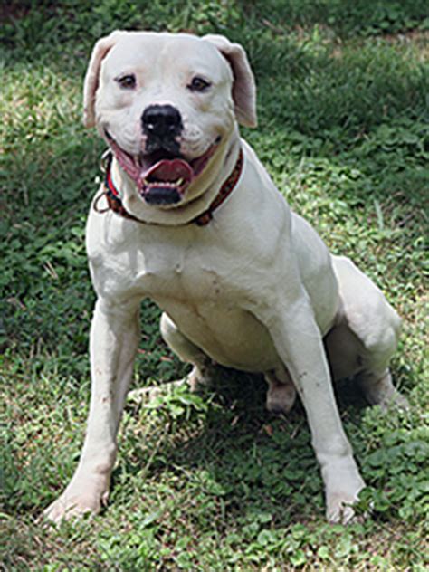 Adoption fees vary by the individual dog. Bully Breeds Get Help from American Bulldog Rescue