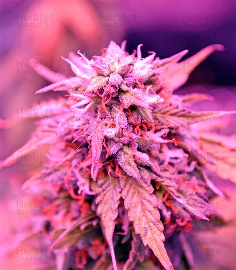 Auto Northern Lights Feminized Seeds For Sale By 00 Seeds Herbies