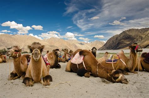 428 отметок «нравится», 9 комментариев — staffan widstrand (@staffanwidstrand) в instagram: Bactrian Camels - Hunder, Nubra Valley | The Bactrian ...