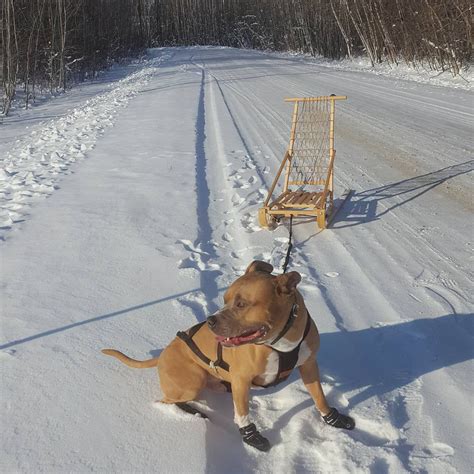 How To Training Your Dog To Pull For Kick Sledding Or Ski Joring