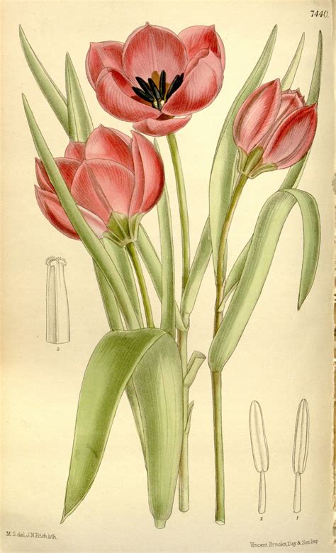 Tulipa Humilis Circa 1895 Red Tulips Red Flowers Vintage Flowers