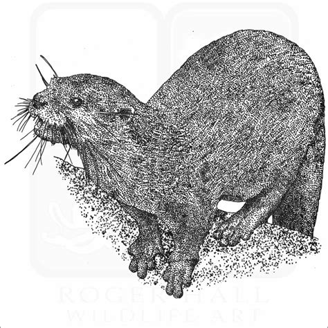 Hairy Nosed Otter Signed Fine Art Print Inkart