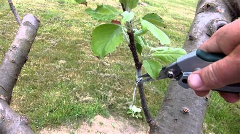 Apple Tree Graft Update June 2013 Youtube