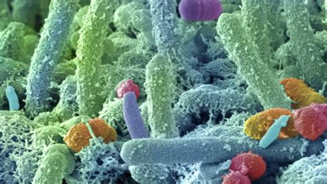 Oral Bacteria Animated Coloured Scanning Electron Micrograph Sem Of