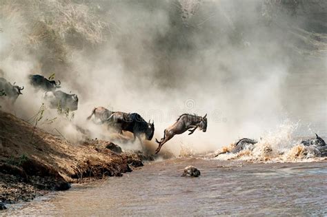 Wildebeest Leaping In Mid Air Over Mara River Stock Image Image Of