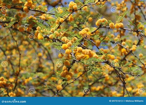 Yellow Texas Mesquite Tree Flowers Stock Image Image Of Tree Puff