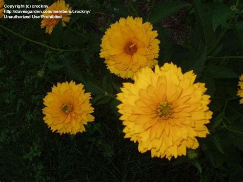 These yellow flowers promise to put some pep in your garden. Plant Identification: CLOSED: Big Yellow Flowers Perennial ...