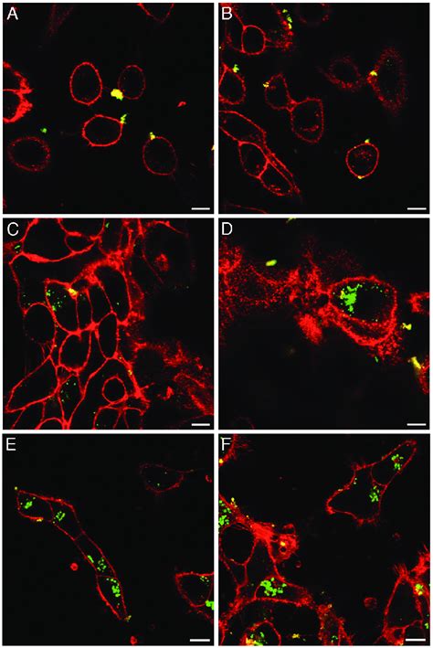 A549 Cells Stained With 5µgml Cellmask Deep Red Plasma Membrane Stain