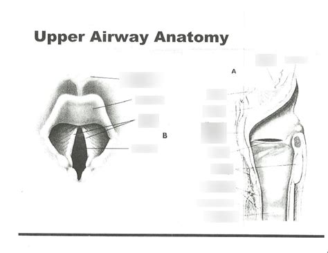 Upper Airway Anatomy Diagram Quizlet