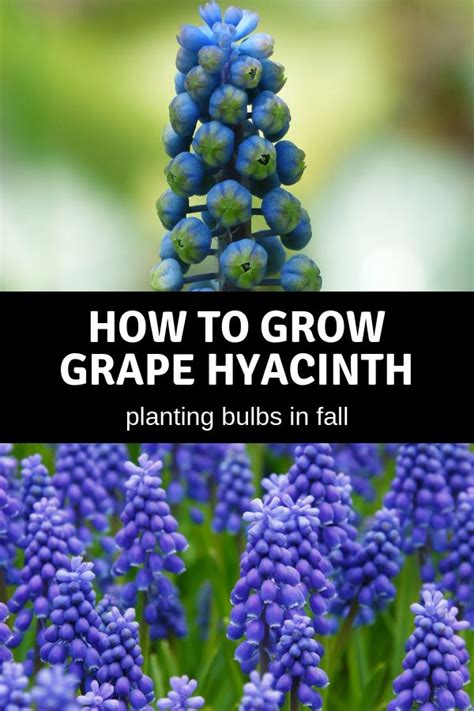 How To Grow Grape Hyacinth Muscari Gardening Channel Spring Bulbs
