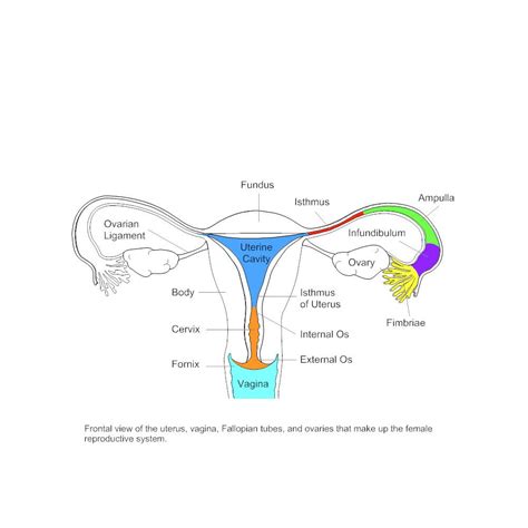 Female Reproductive Organs Diagram Labeled Female Reproductive System
